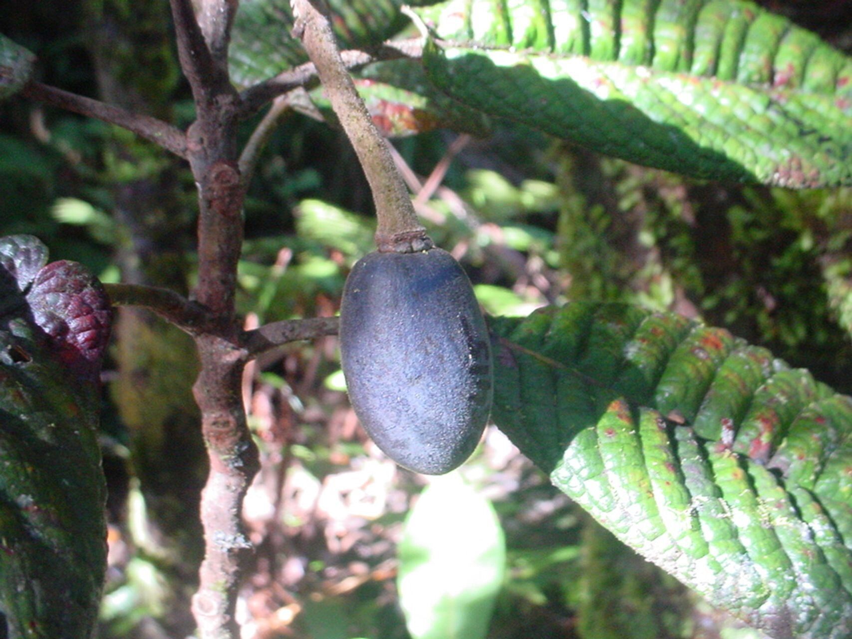 Elaeocarpus geminiflorus fruit