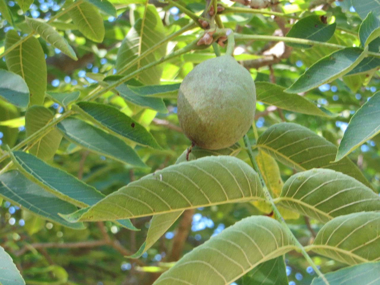 Juglans x intermedia fruit