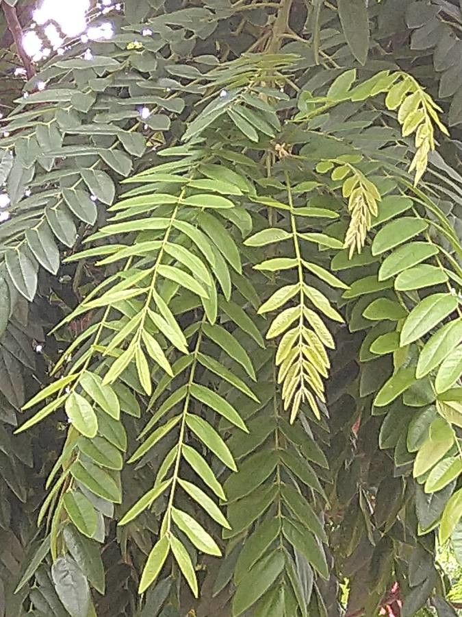 Cassia abbreviata leaf