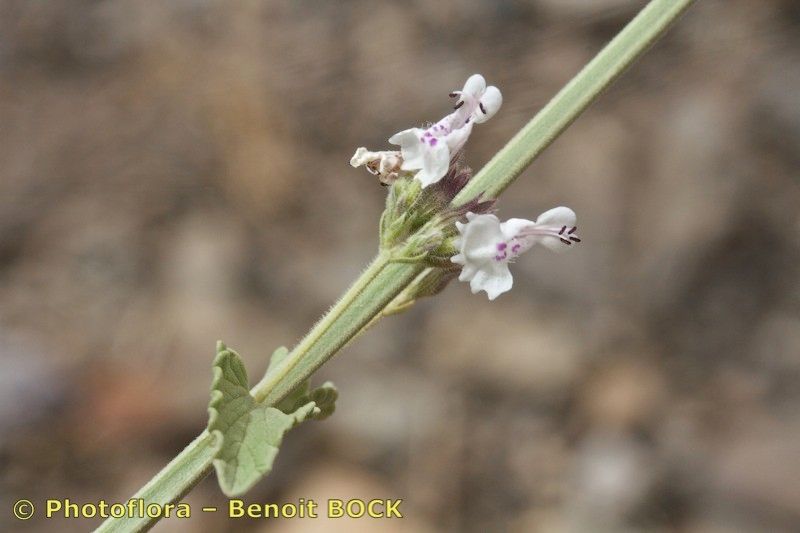 Nepeta barbara other