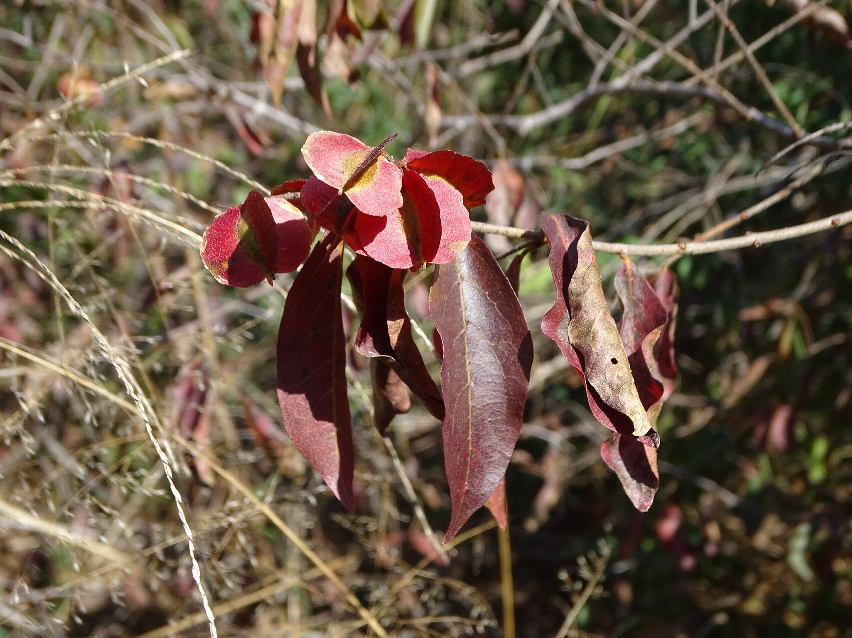Combretum psidioides — houseplant care guide