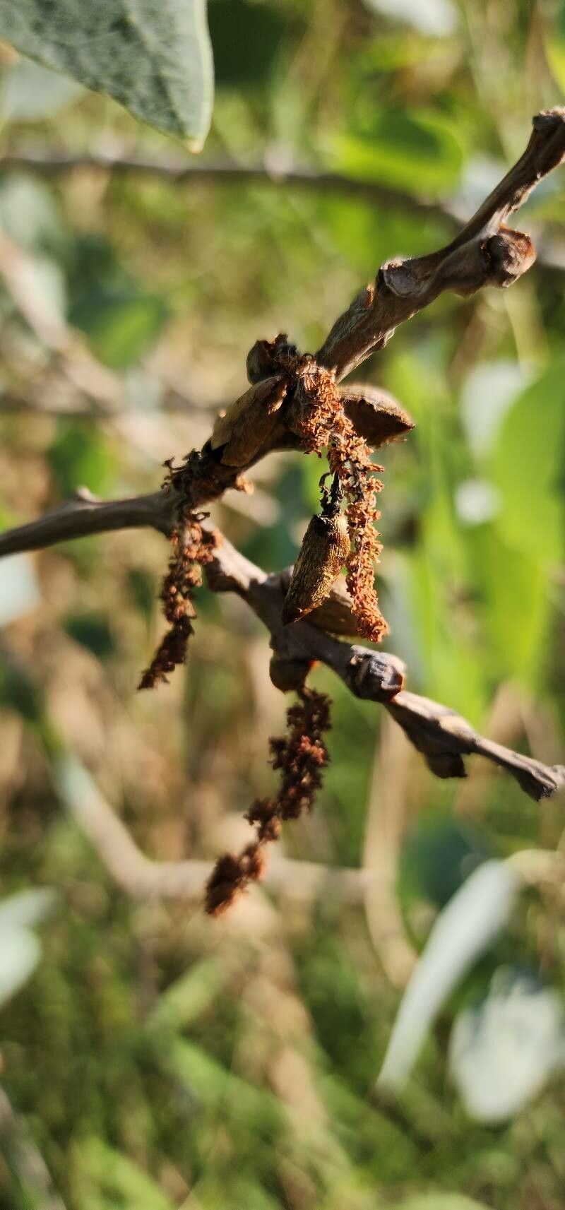 Populus euphratica flower