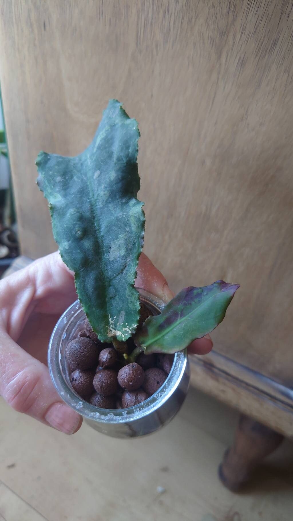 Hoya undulata — search result for 'Hoya'