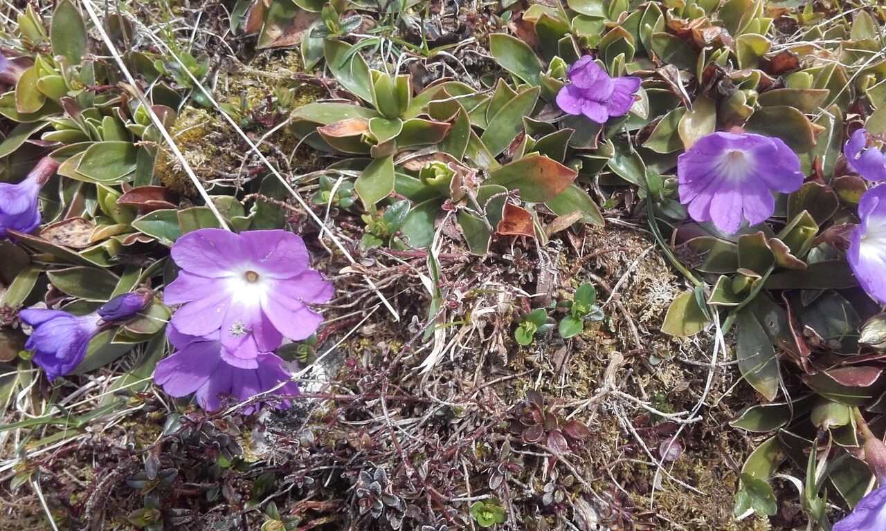 Primula wulfeniana flower