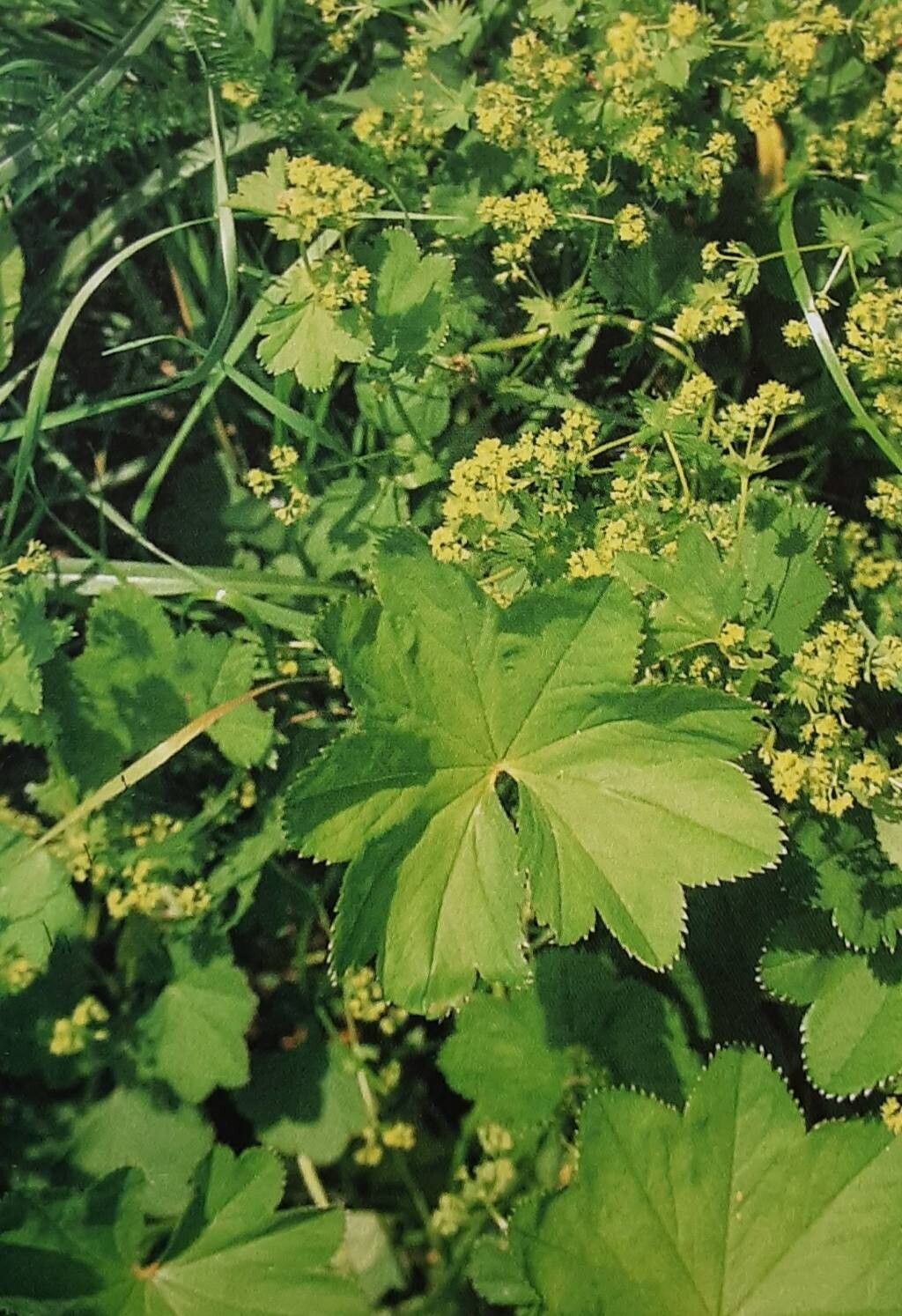 Alchemilla carniolica — houseplant care guide