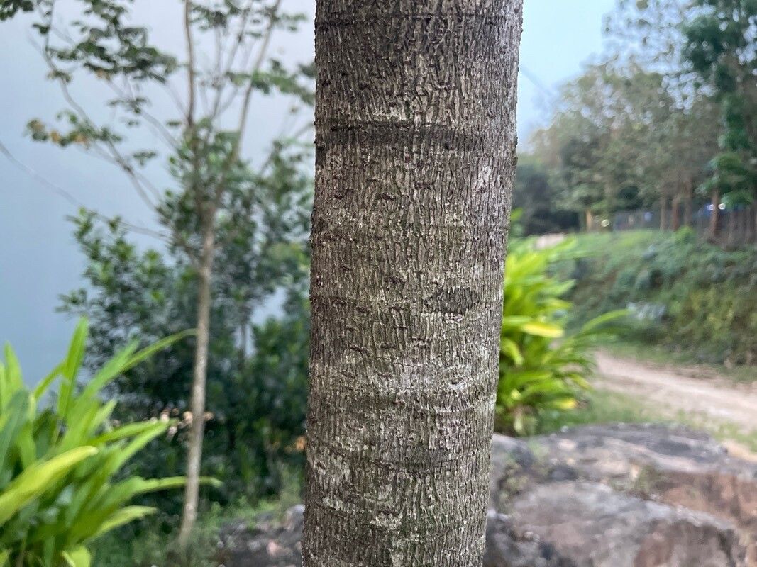 Ficus arnottiana bark