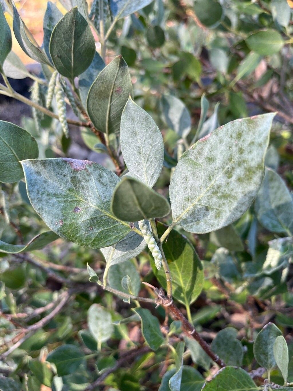 Garrya flavescens — related species from the same genus