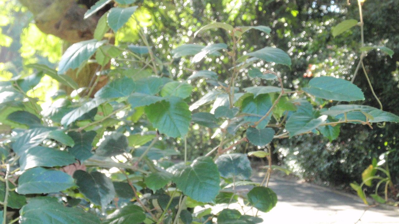 Cissus antarctica leaf