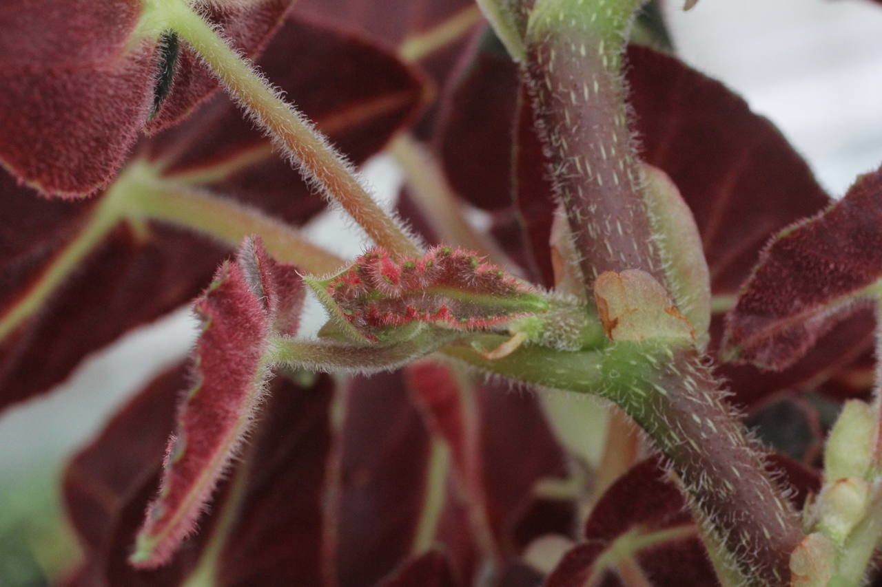 Begonia listada flower