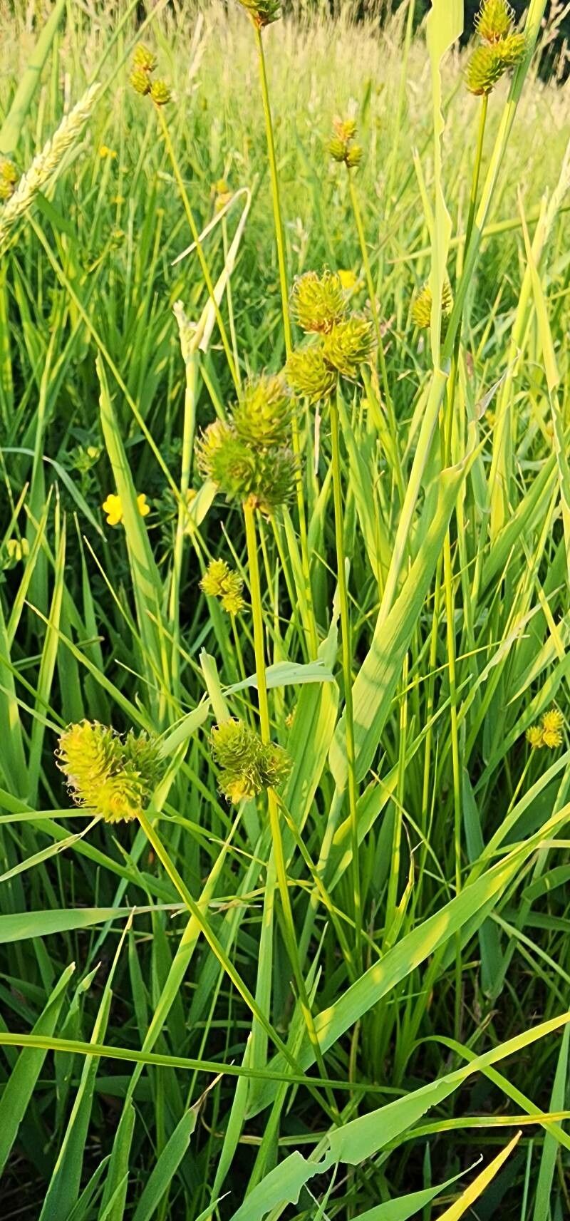 Carex molesta — search result for 'Eastern and central North America'