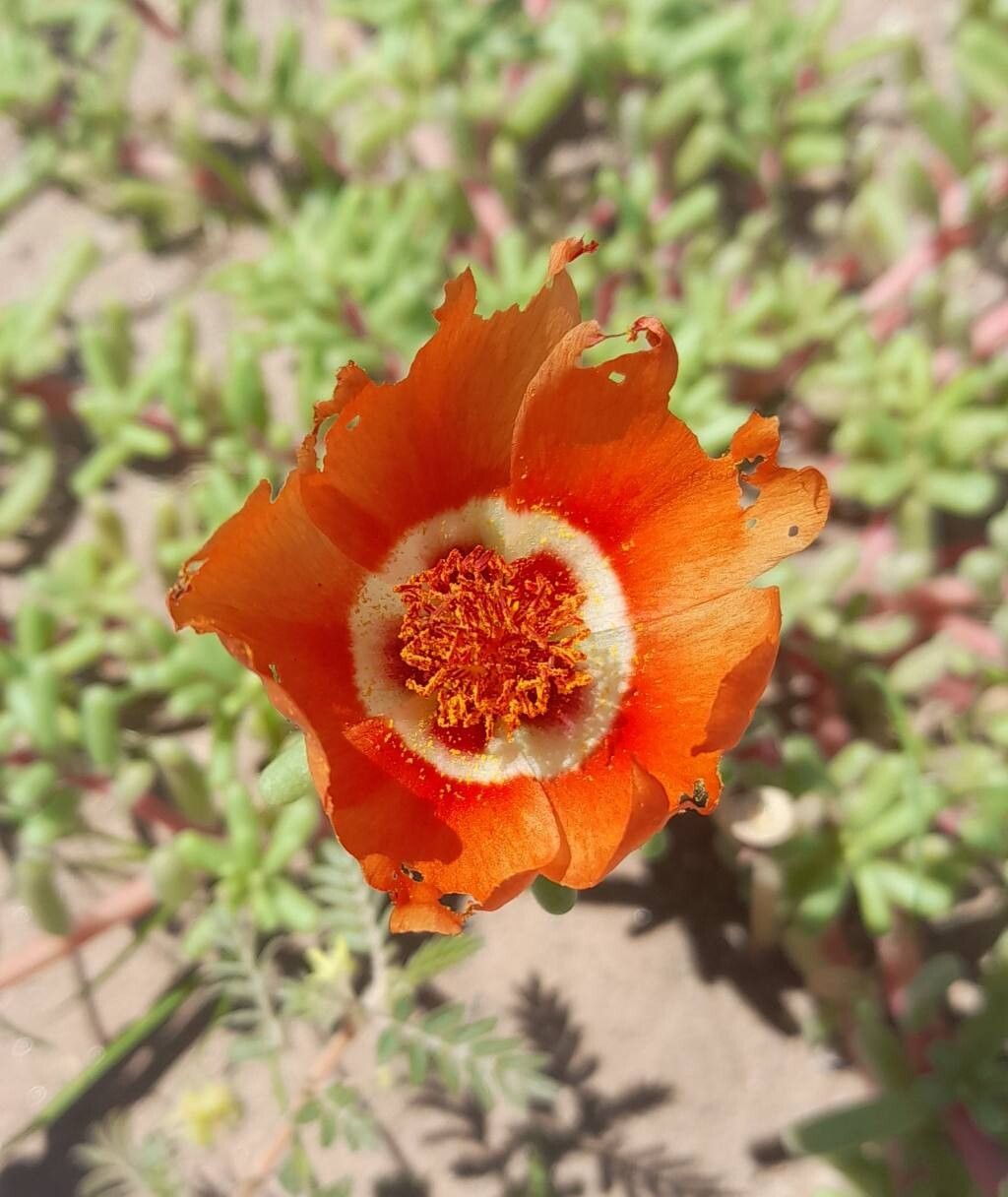 Portulaca echinosperma flower