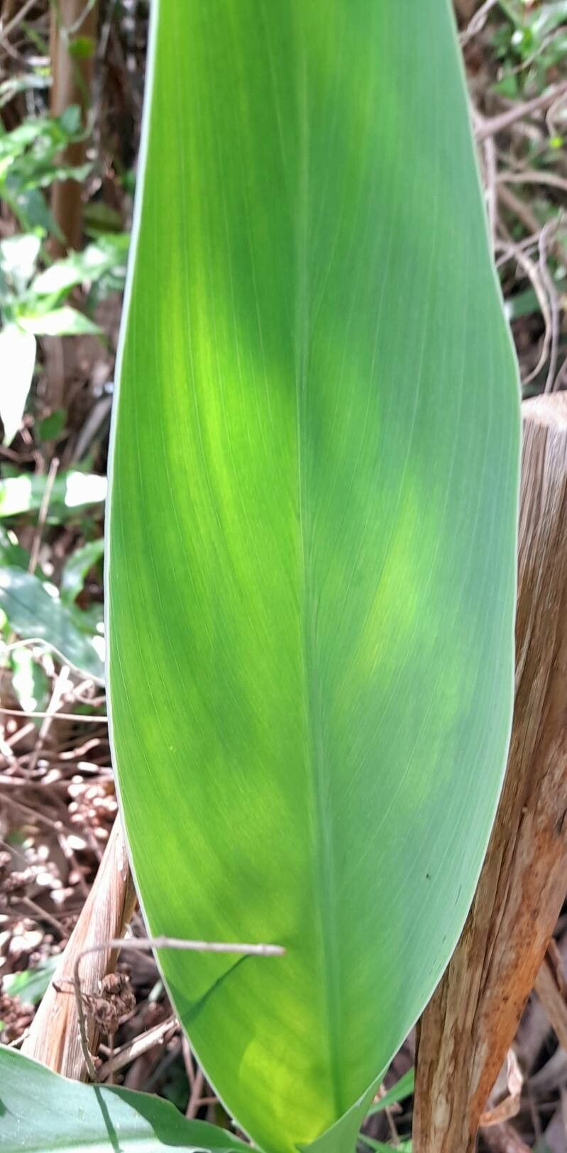 Thalia multiflora — related species from the same genus