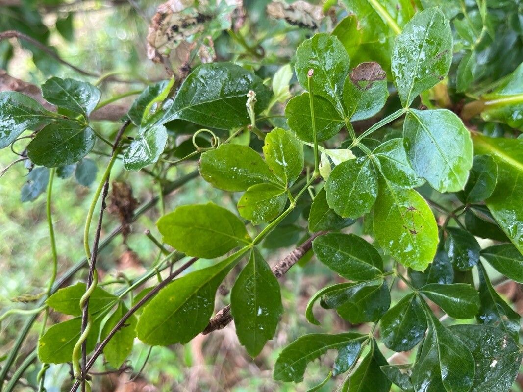 Serjania atrolineata — related species from the same genus