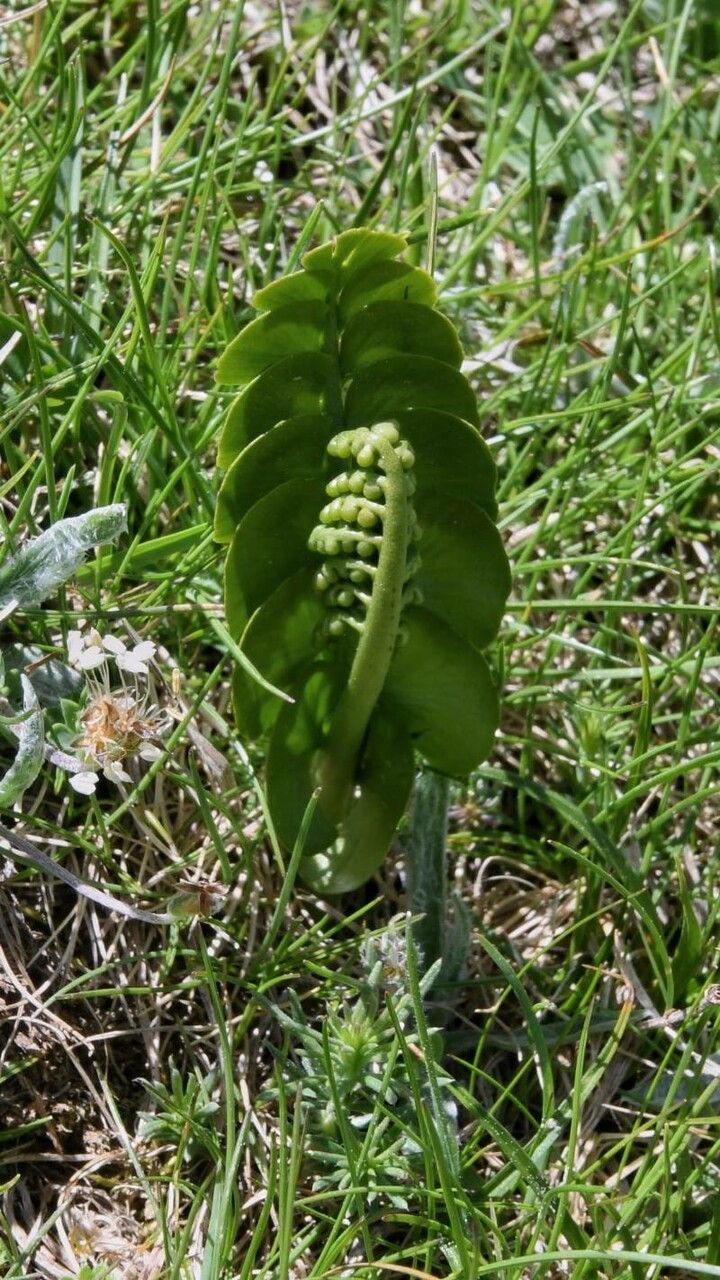 Botrychium lunaria — houseplant care guide