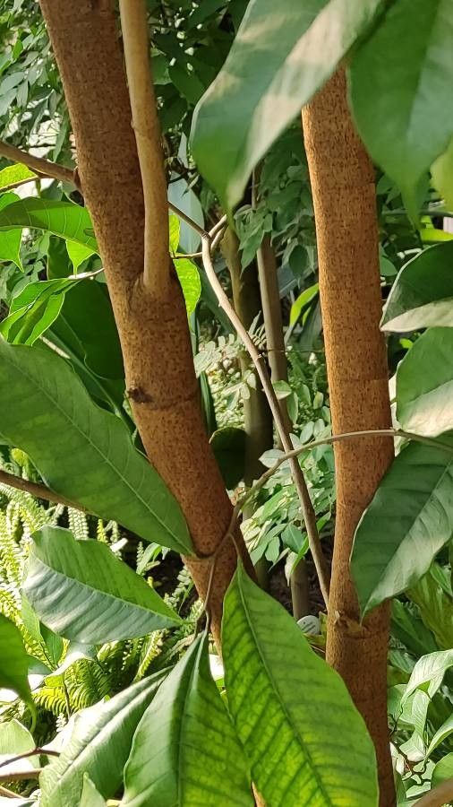 Brosimum alicastrum bark