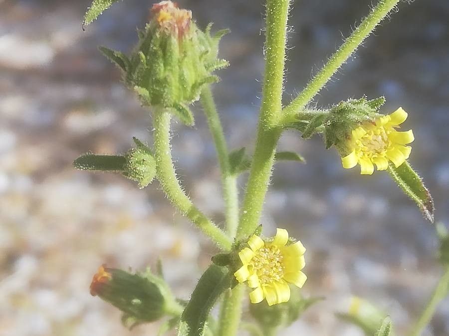 Dittrichia graveolens flower