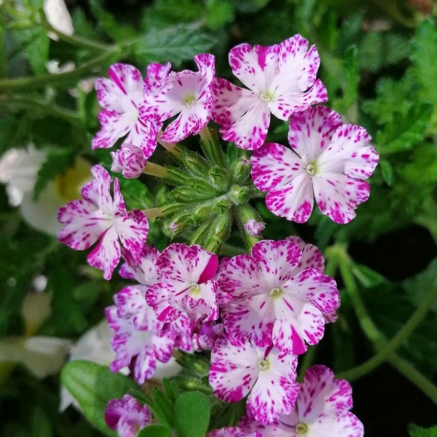 Verbena x hybrida flower
