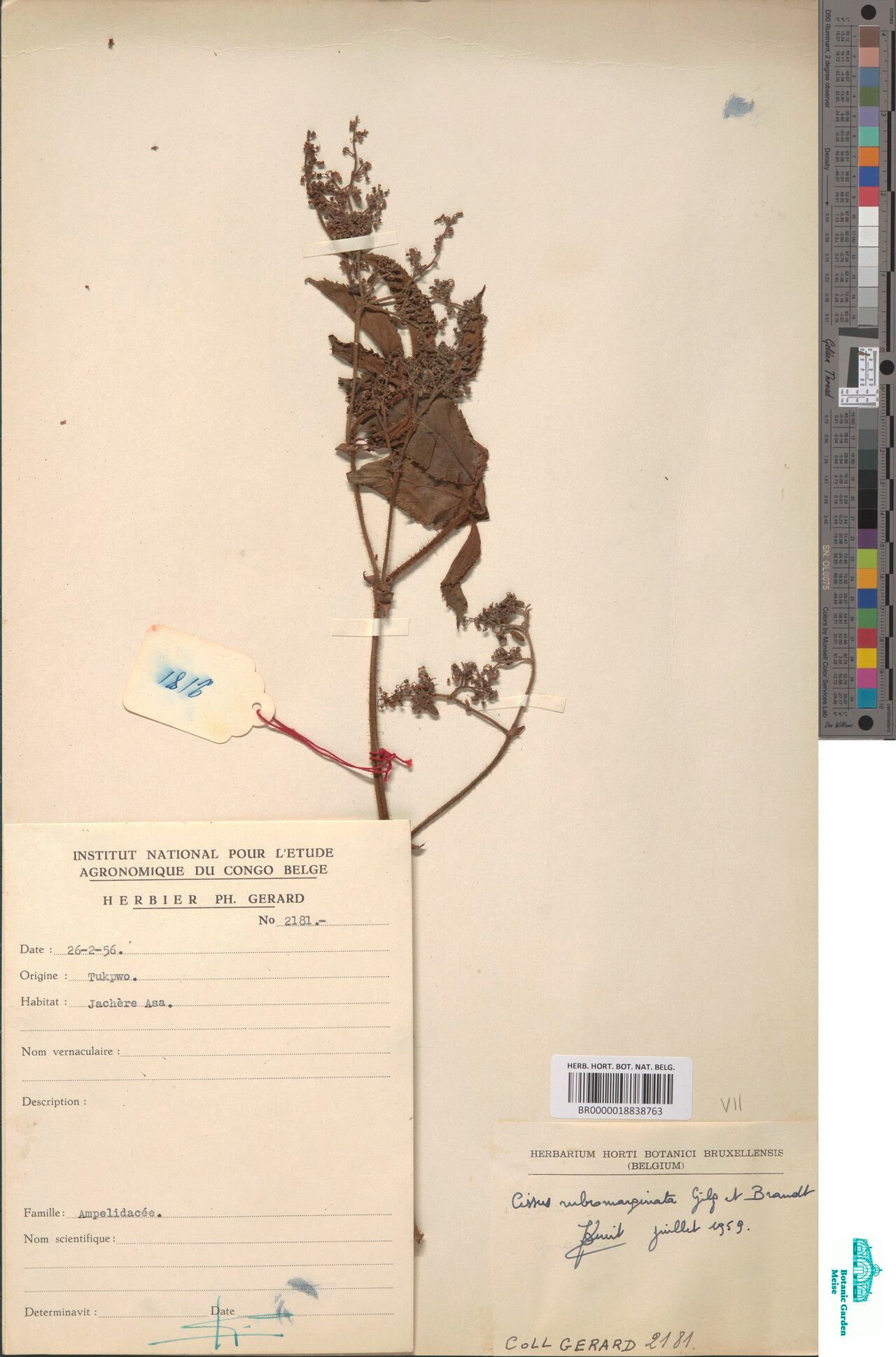 Cyphostemma rubromarginatum — houseplant care guide