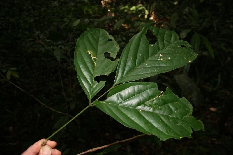 Poecilanthe hostmannii leaf
