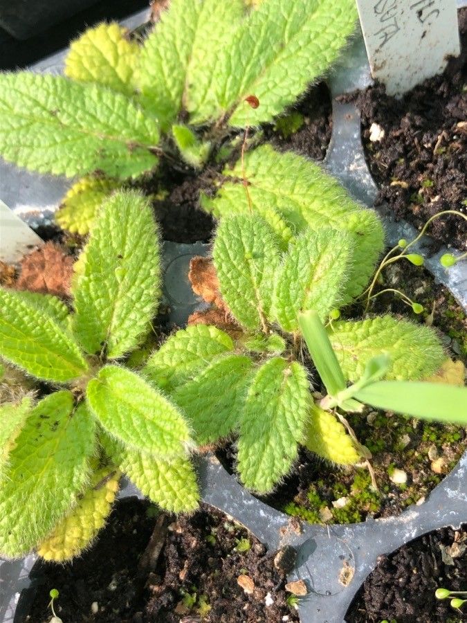 Stachys heraclea leaf