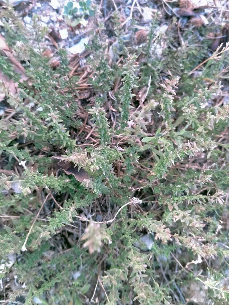 Micromeria varia — houseplant care guide