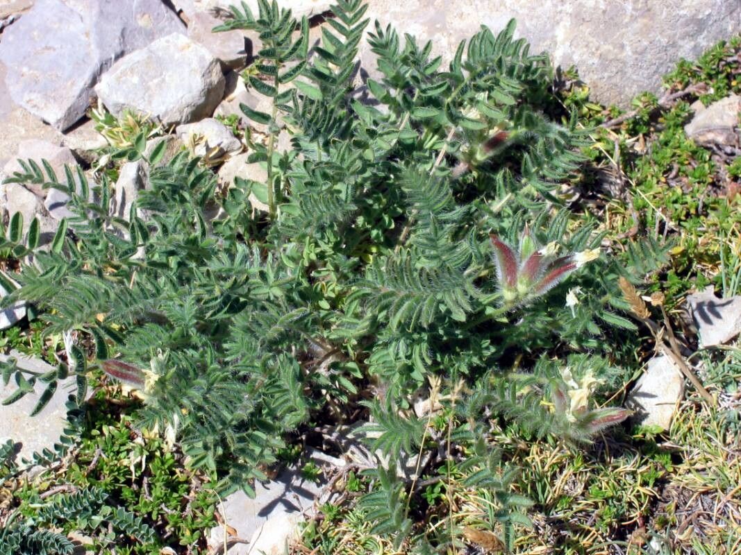 Oxytropis jabalambrensis — houseplant care guide