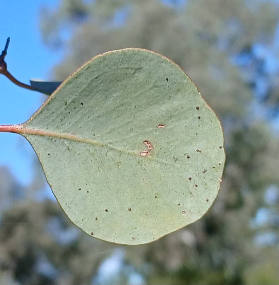 Eucalyptus orbifolia — houseplant care guide