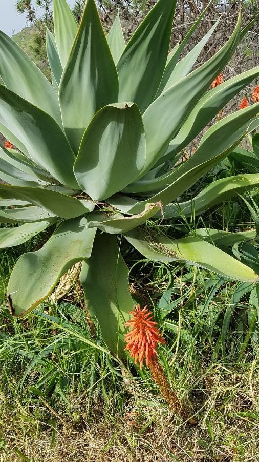 Agave shaferi flower