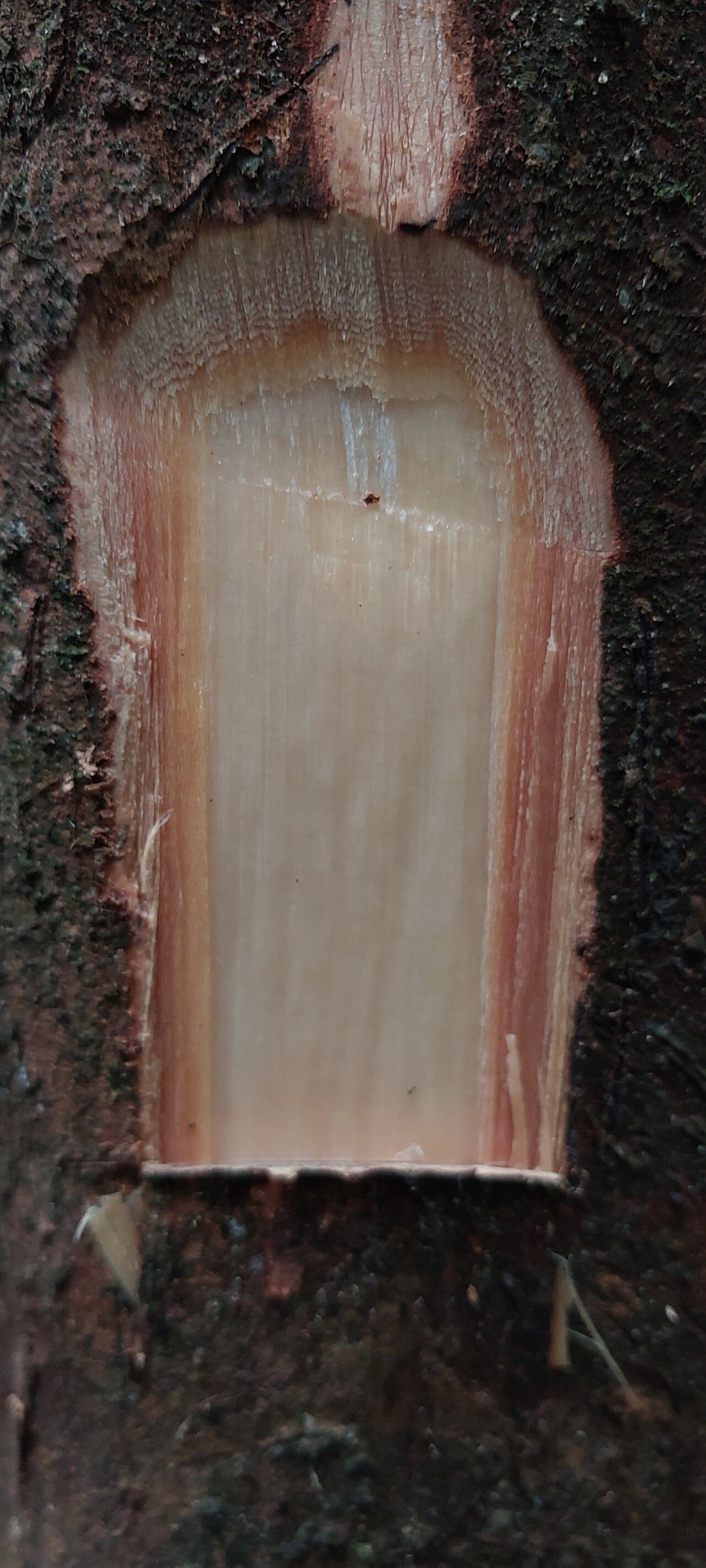 Xylopia aurantiiodora bark