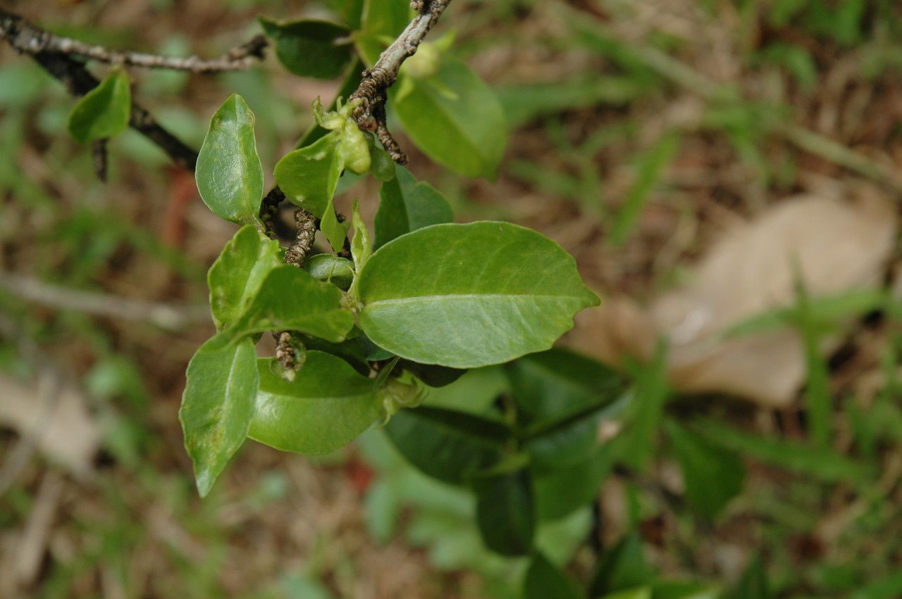 Hibiscus clayi — search result for 'Hibiscus'