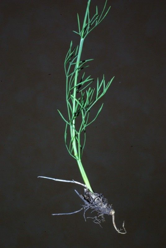 Seseli galloprovinciale bark