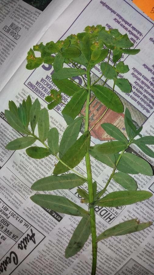 Euphorbia glareosa — houseplant care guide