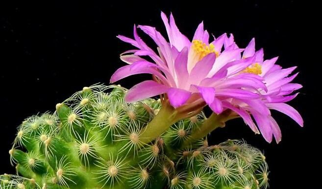 Cochemiea saboae flower