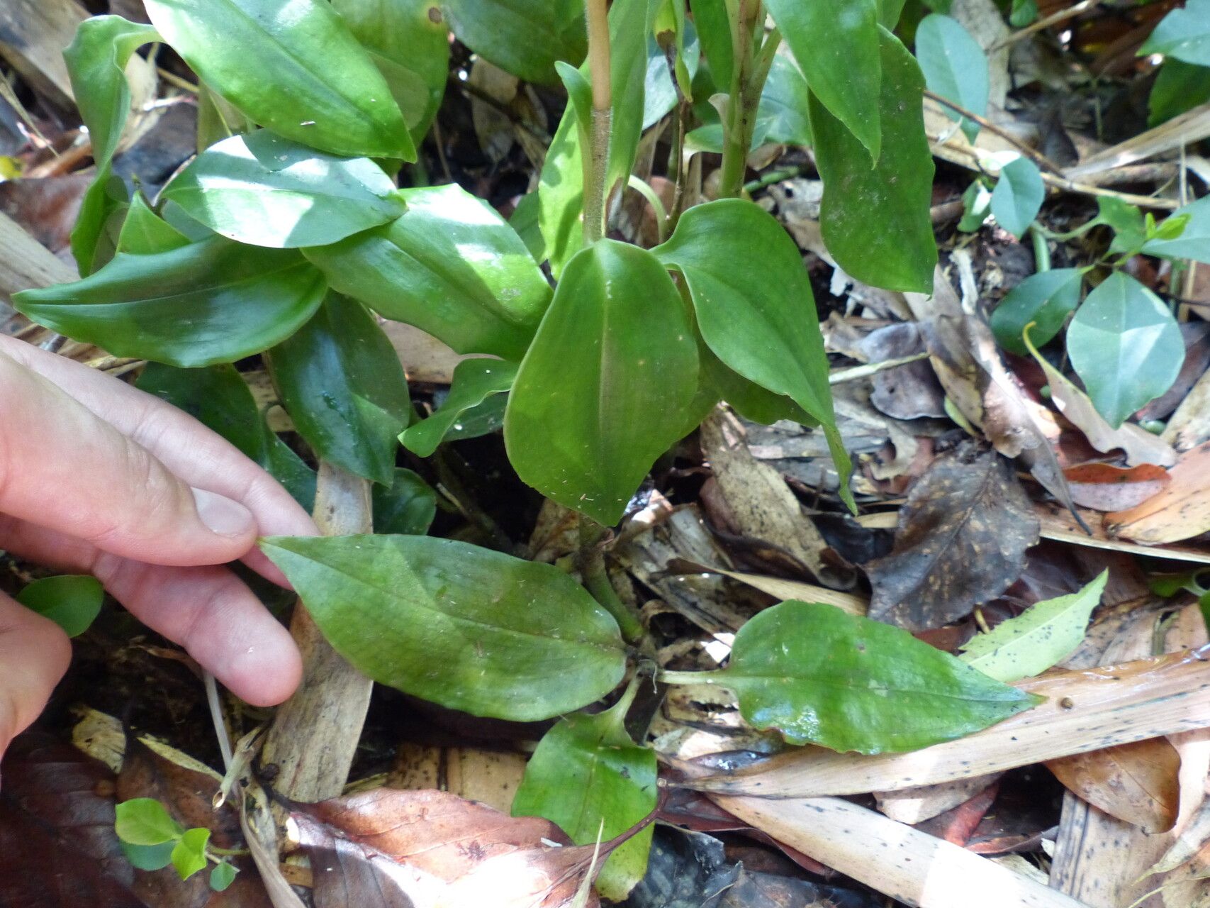 Goodyera afzelii habit