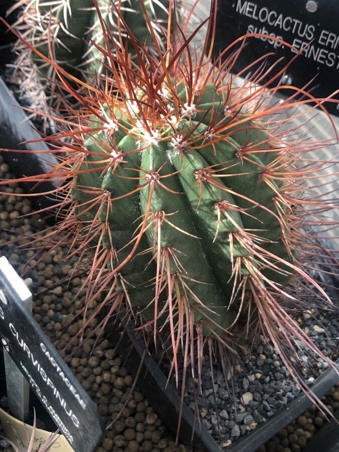 Melocactus ernestii — houseplant care guide
