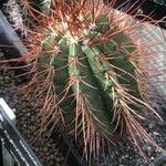 Melocactus ernestii