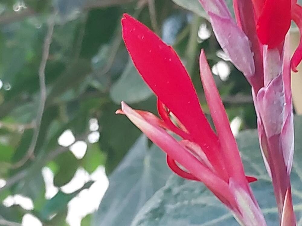 Episcia punctata flower