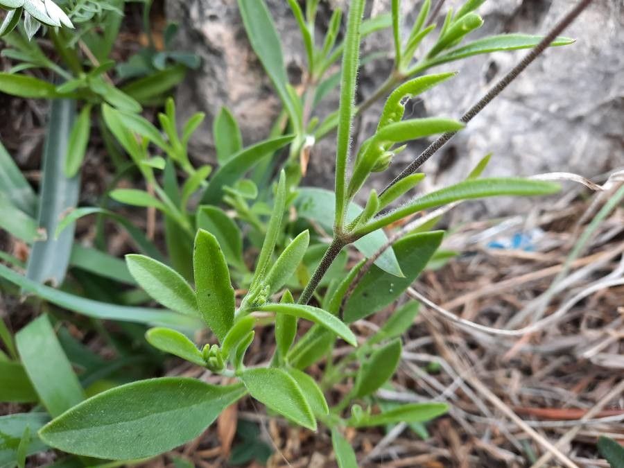 Silene secundiflora leaf