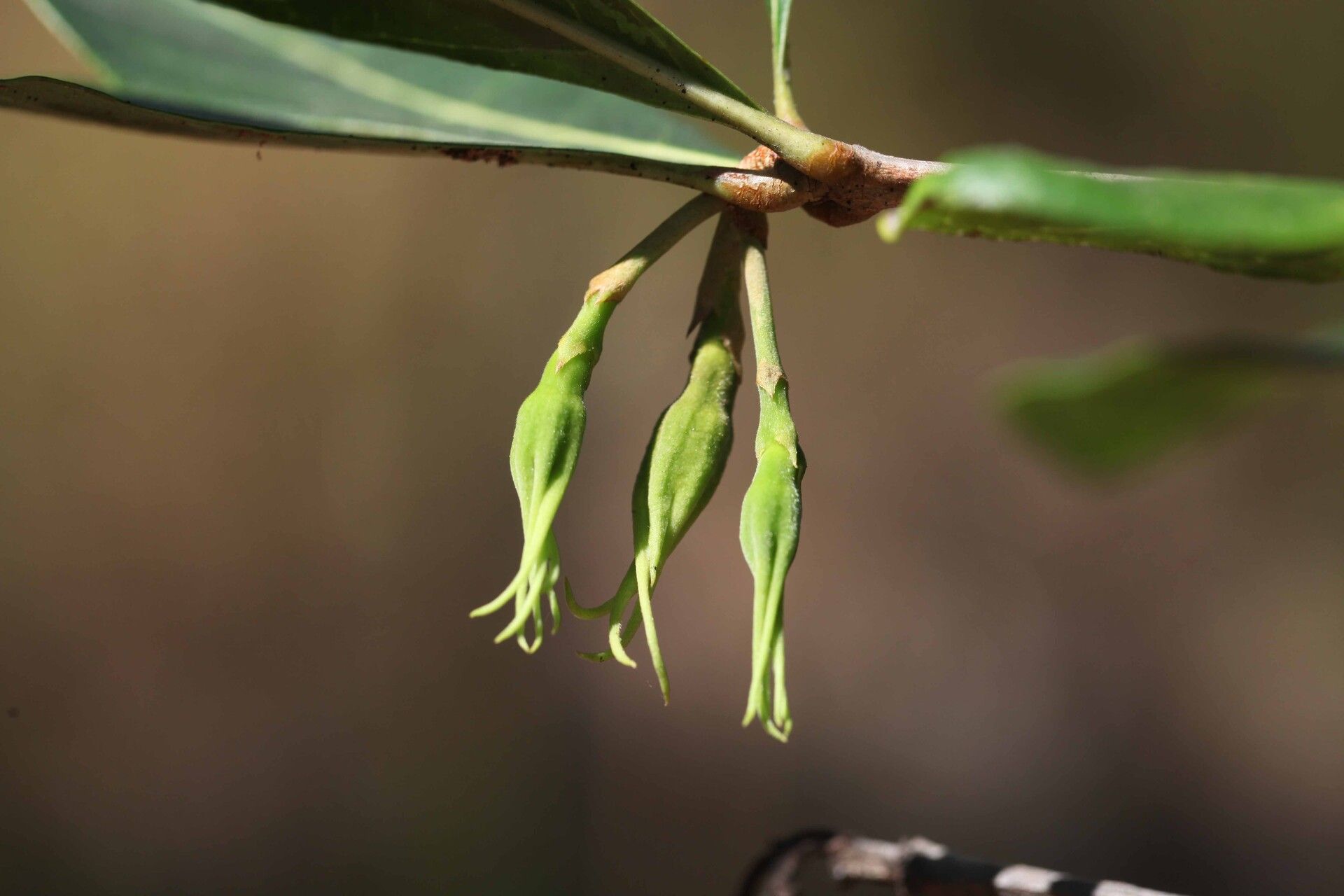 Rothmannia engleriana — related species from the same genus