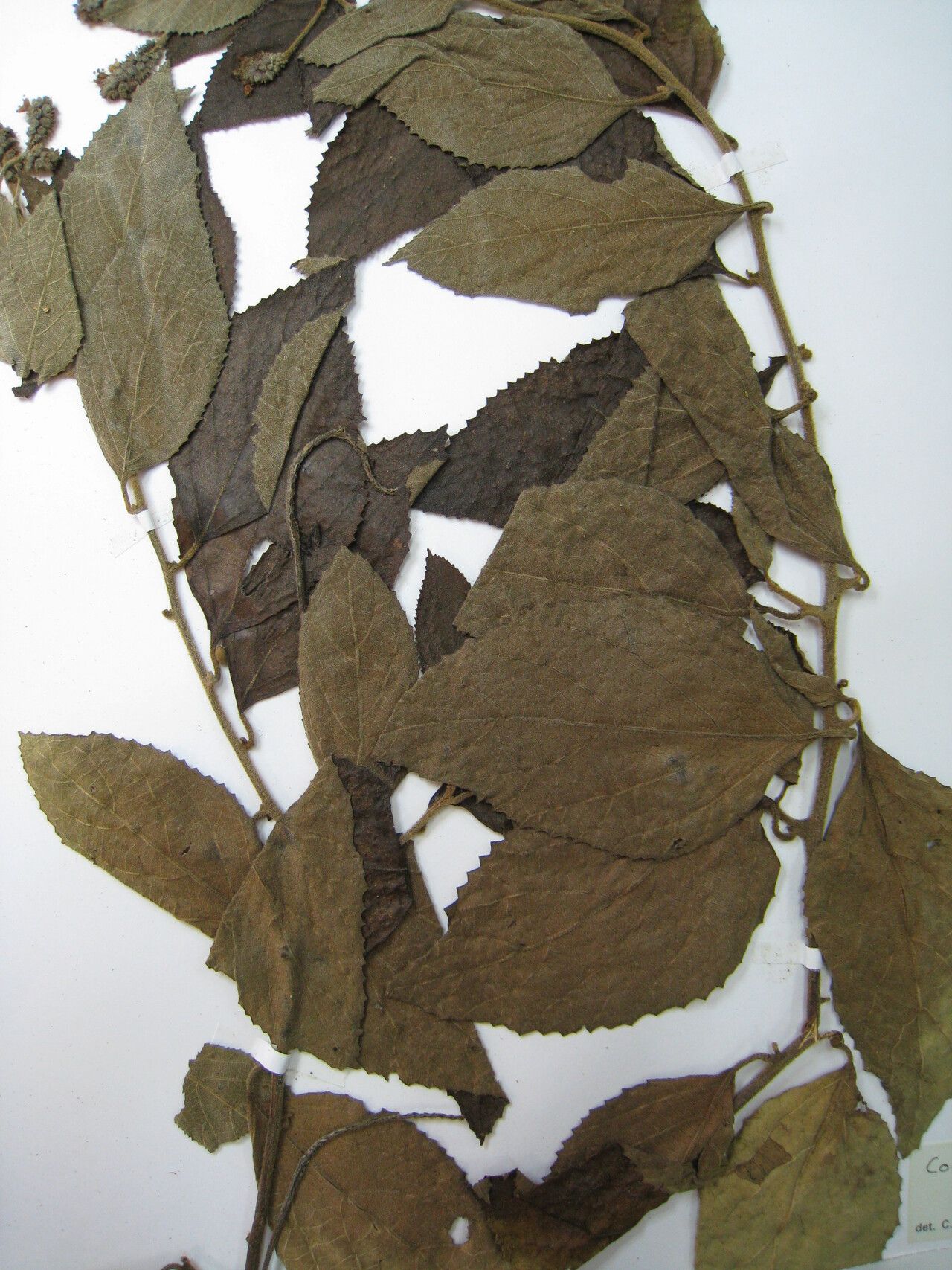 Cordia tomentosa other