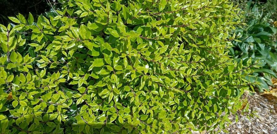 Metrosideros bartlettii leaf