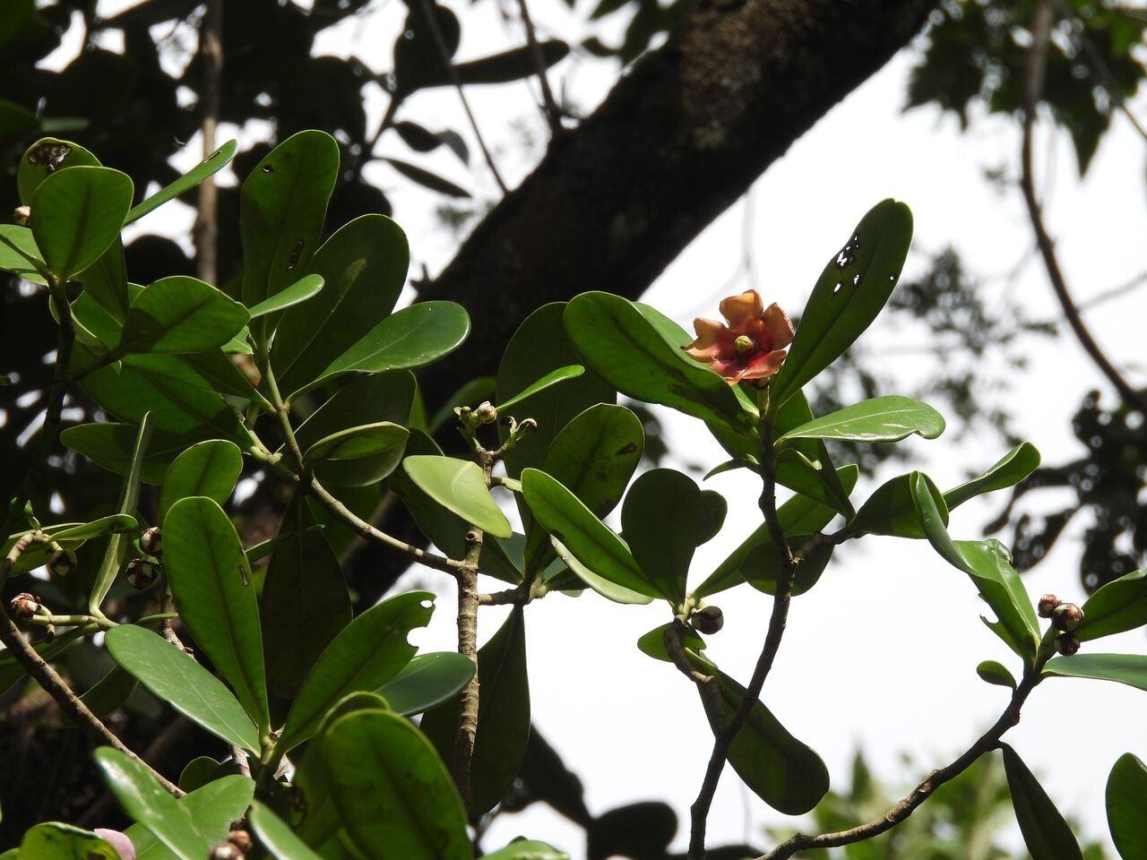 Clusia leprantha flower