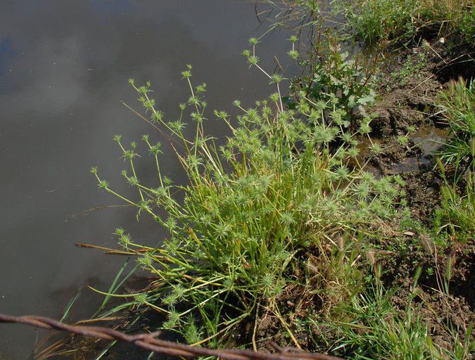 Eryngium vaseyi habit