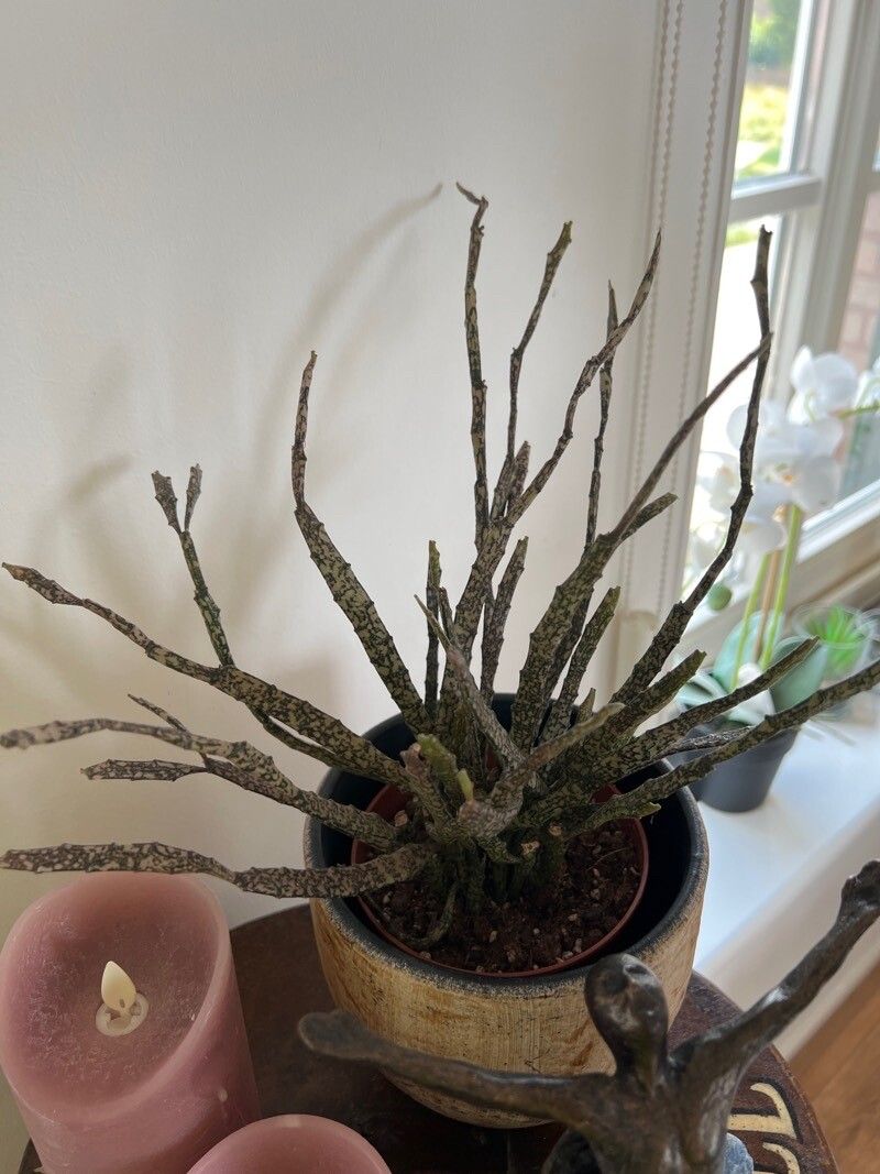 Euphorbia bosseri — houseplant care guide
