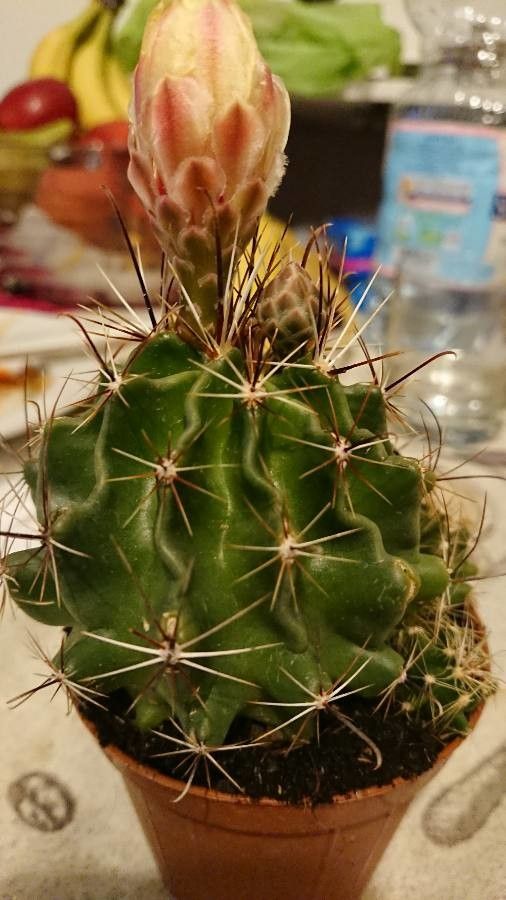 Thelocactus setispinus bark