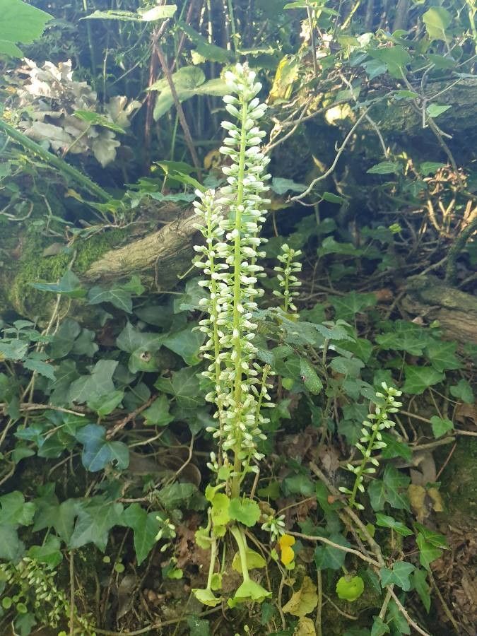 Umbilicus botryoides — related species from the same genus