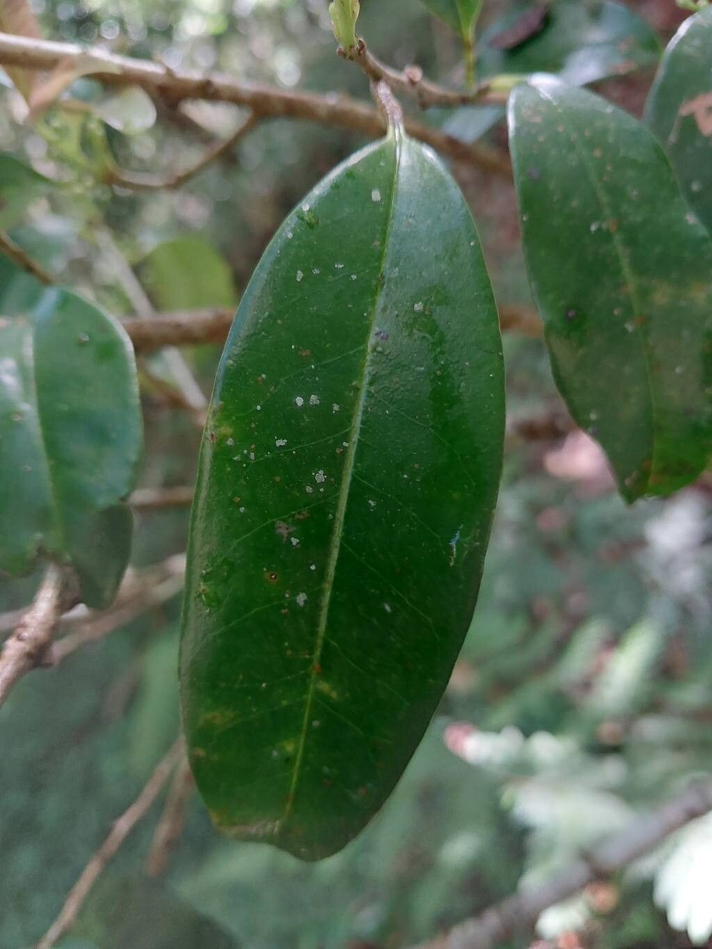 Erythroxylum ferrugineum — houseplant care guide