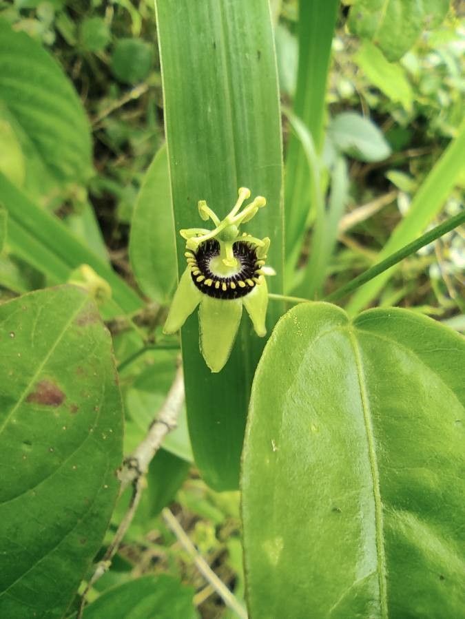 Passiflora pallida — search result for 'Paraguay'