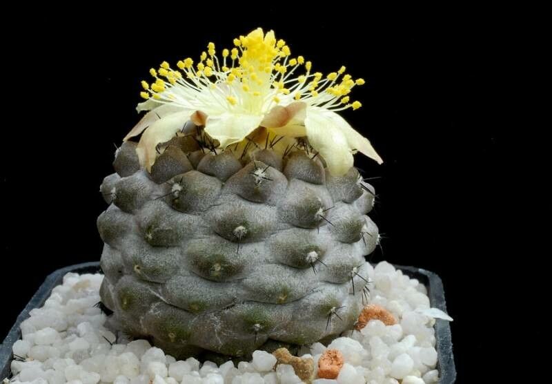 Copiapoa esmeraldana — houseplant care guide
