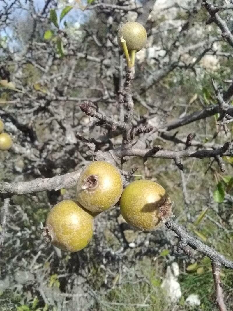 Pyrus bourgaeana fruit